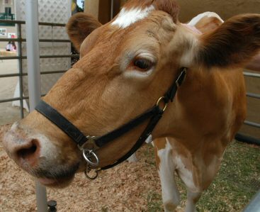 20040626_Cow at the Fair - LO RES 0001DSC_0174