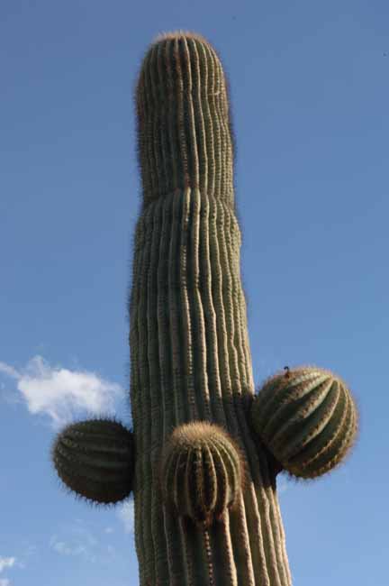Desert cactus 011772 dpi