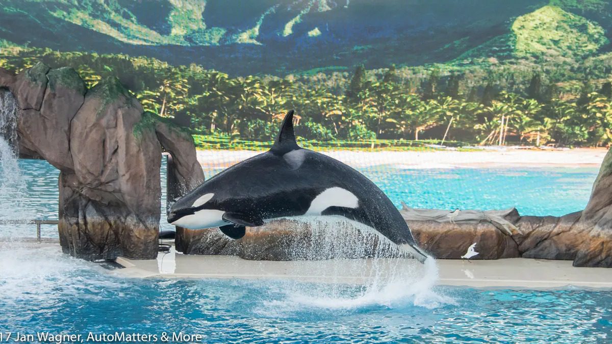 <span class="image-caption">The new "Orca Encounter" killer whale&nbsp;presentation.</span>