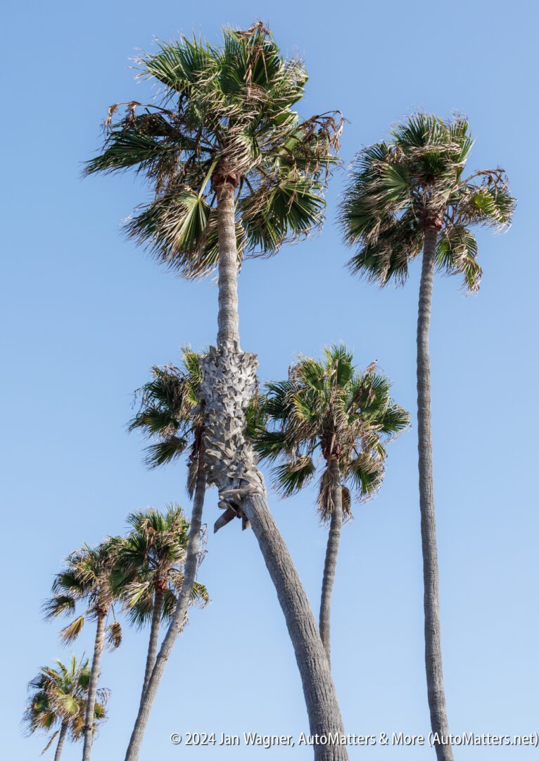 Tall palm trees with green fronds stand against a clear blue sky on a sunny day.