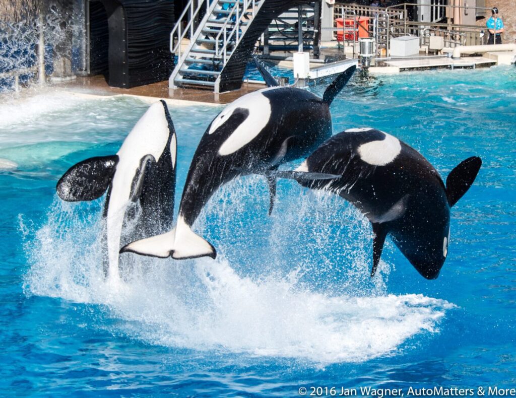 Three orca whales jumping out of the water.