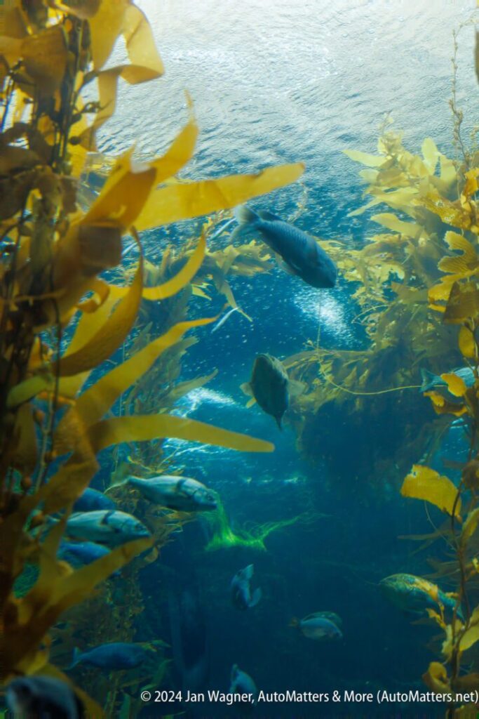 A group of fish swimming in a kelp forest.