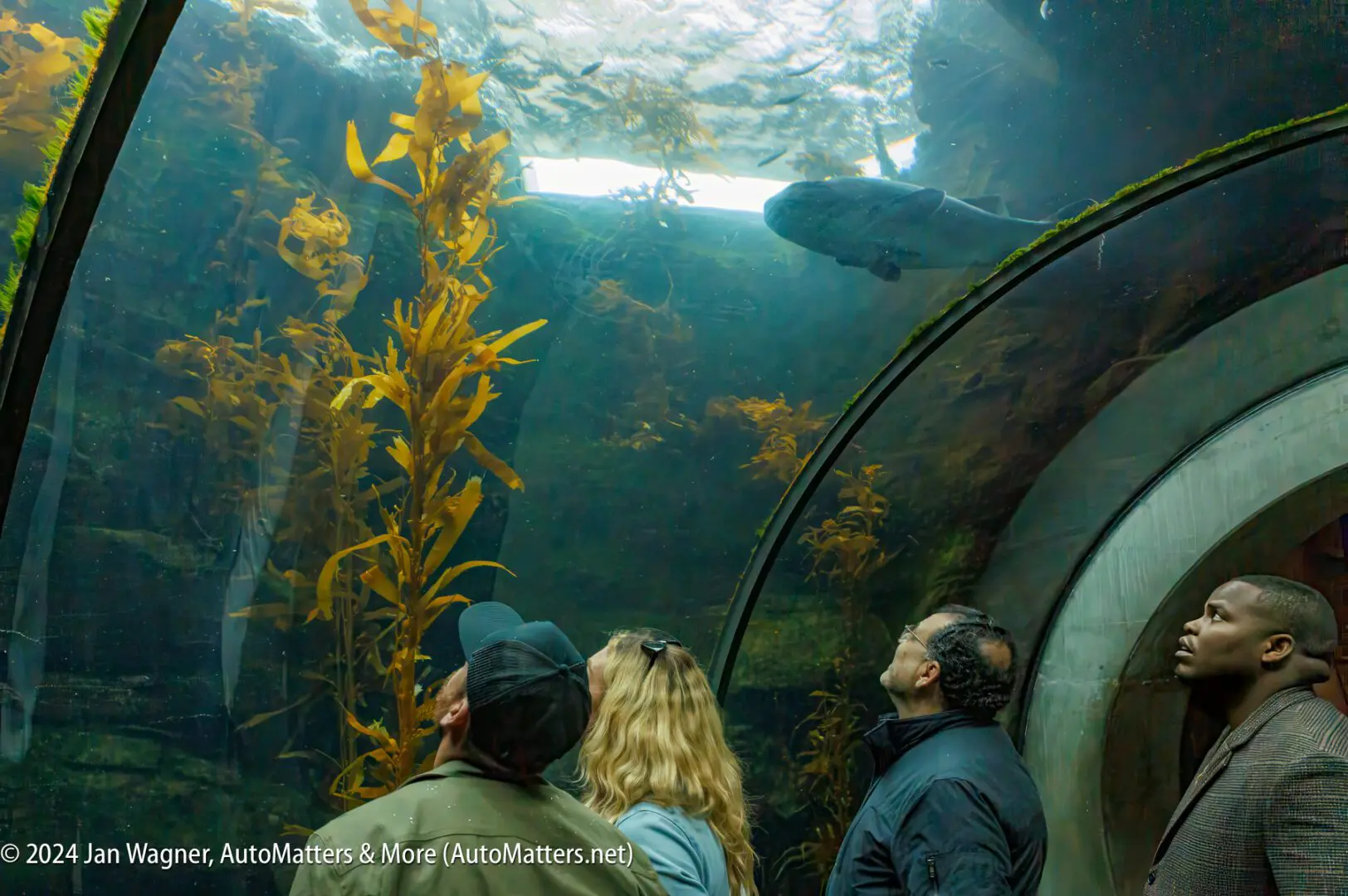 A group of people in a tunnel looking at an aquarium.