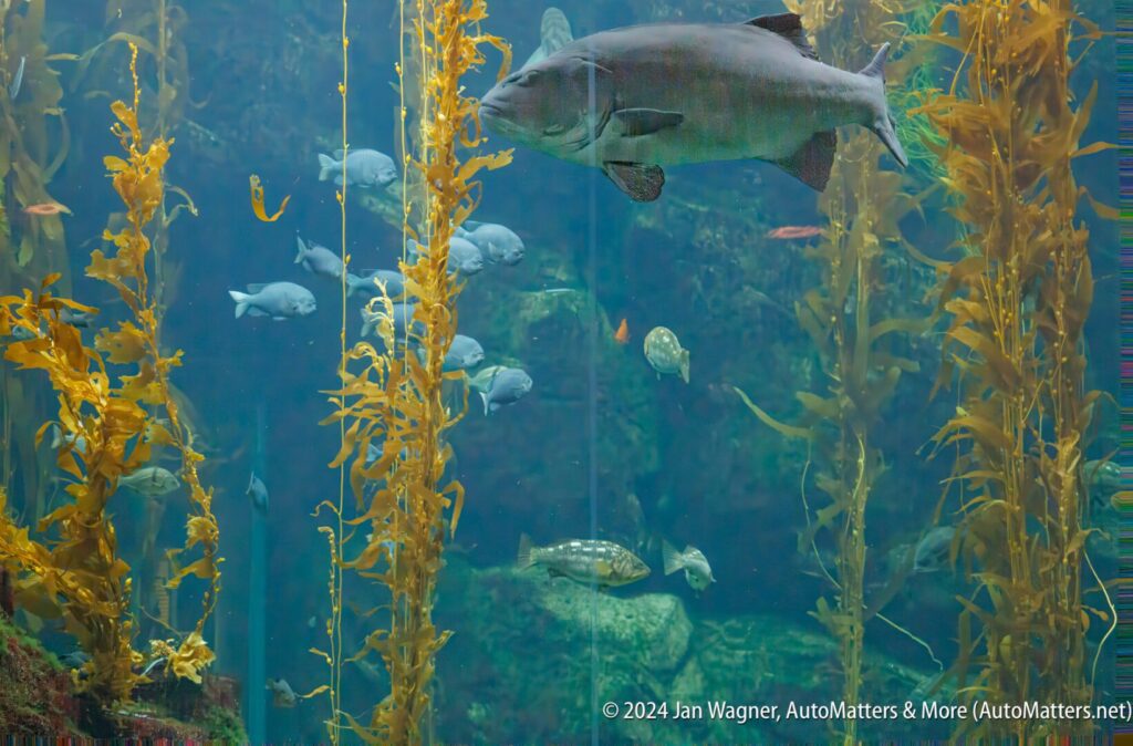 A large fish swimming in an aquarium with kelp.