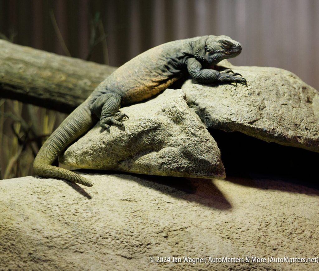 A lizard is sitting on a rock in a zoo exhibit.
