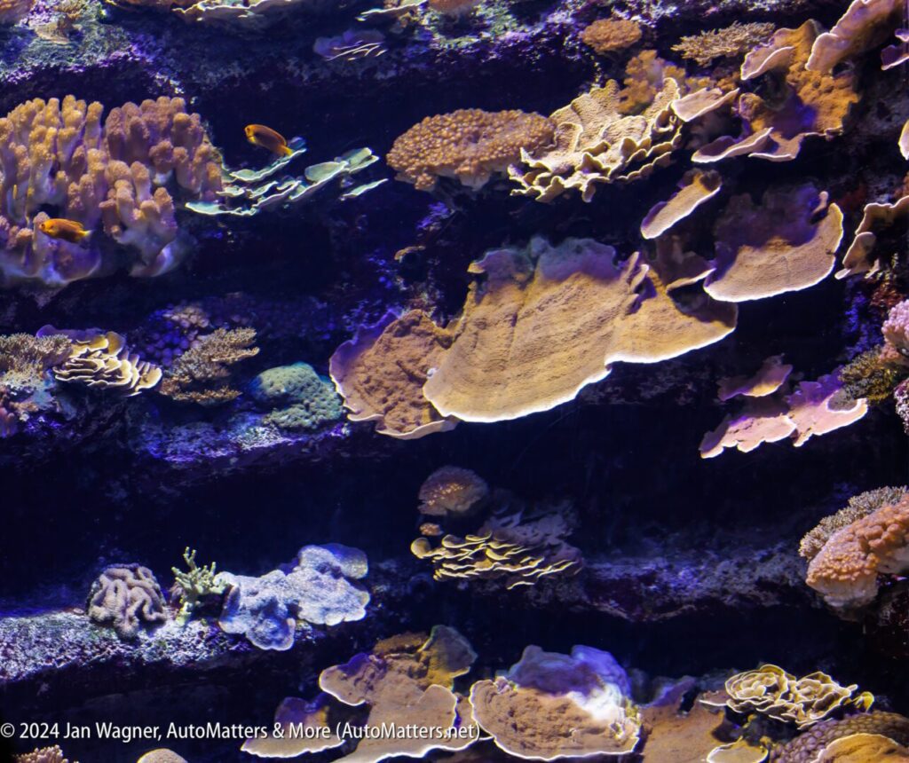 An aquarium with many different types of corals.