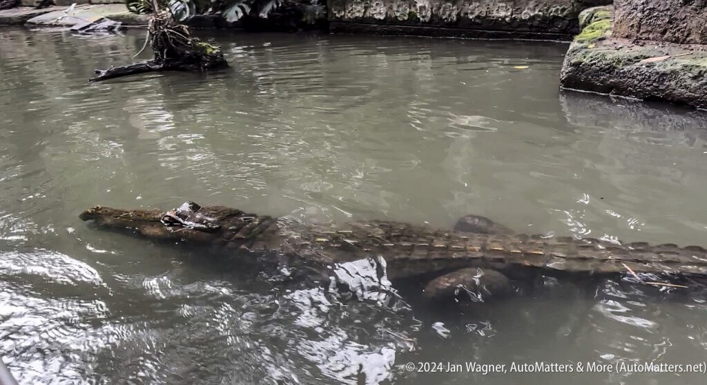 A large crocodile is swimming in the water.