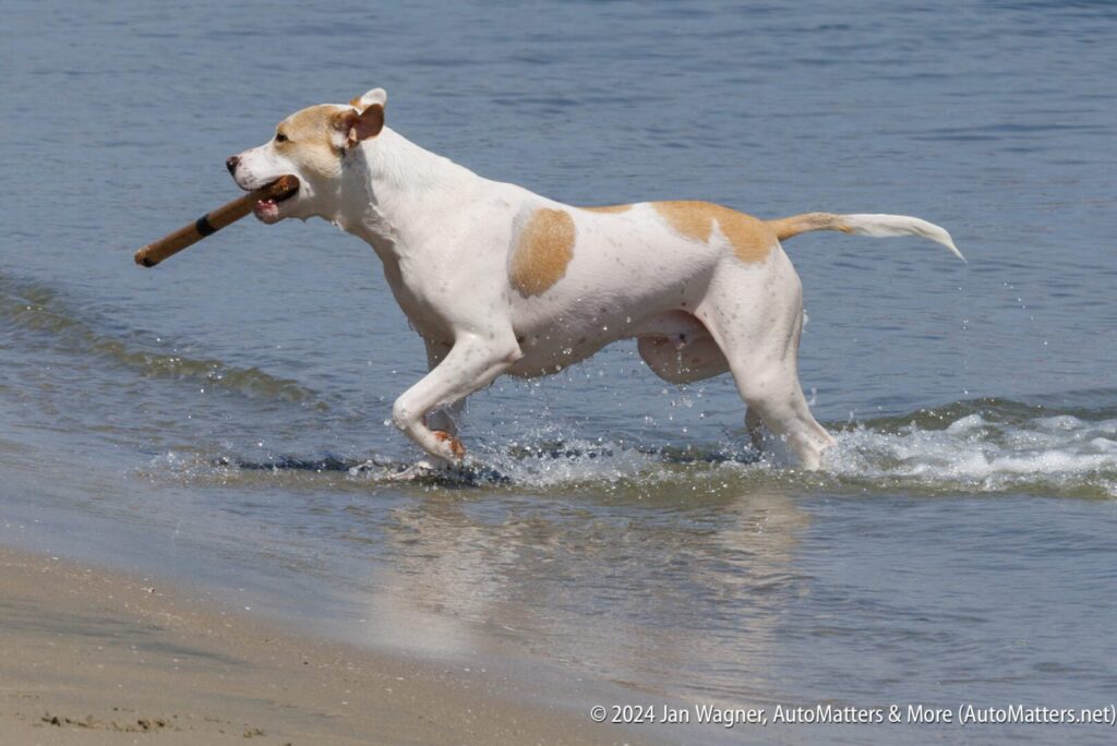 A white and tan dog runs through shallow water at the beach with a stick in its mouth.