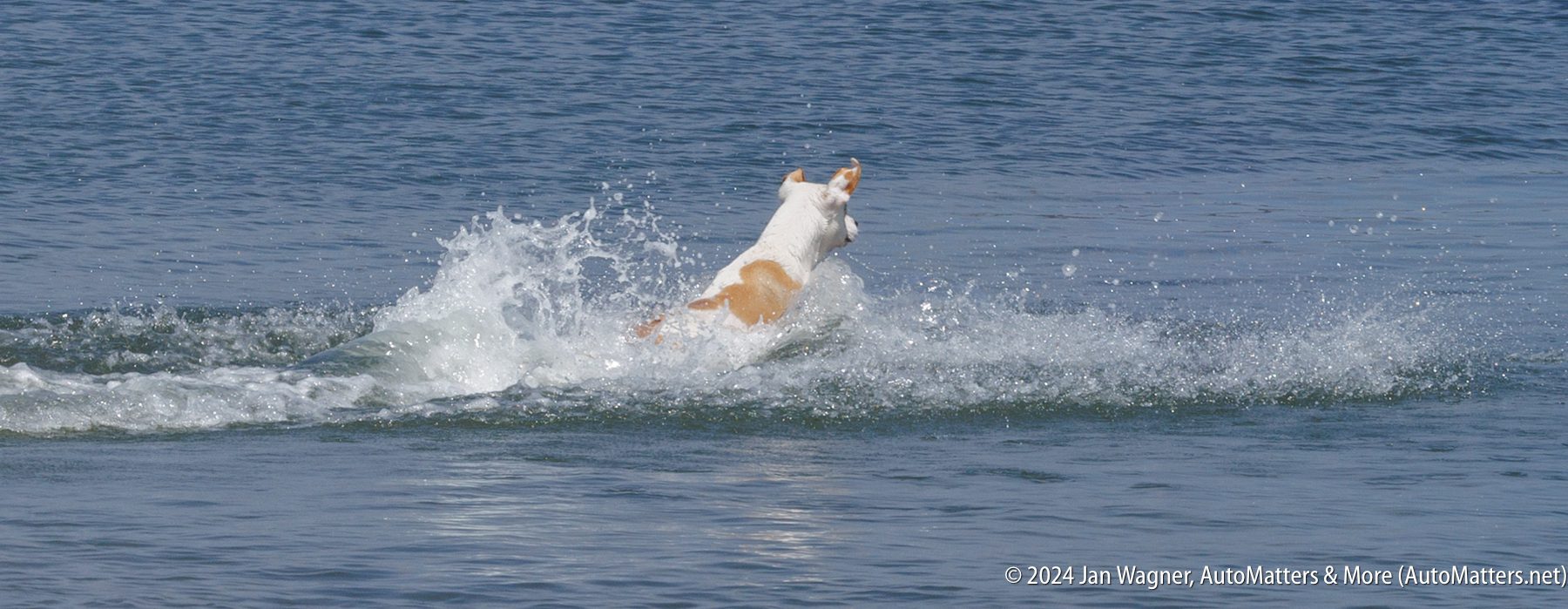A white and tan dog runs through shallow water, creating splashes as it moves forward.
