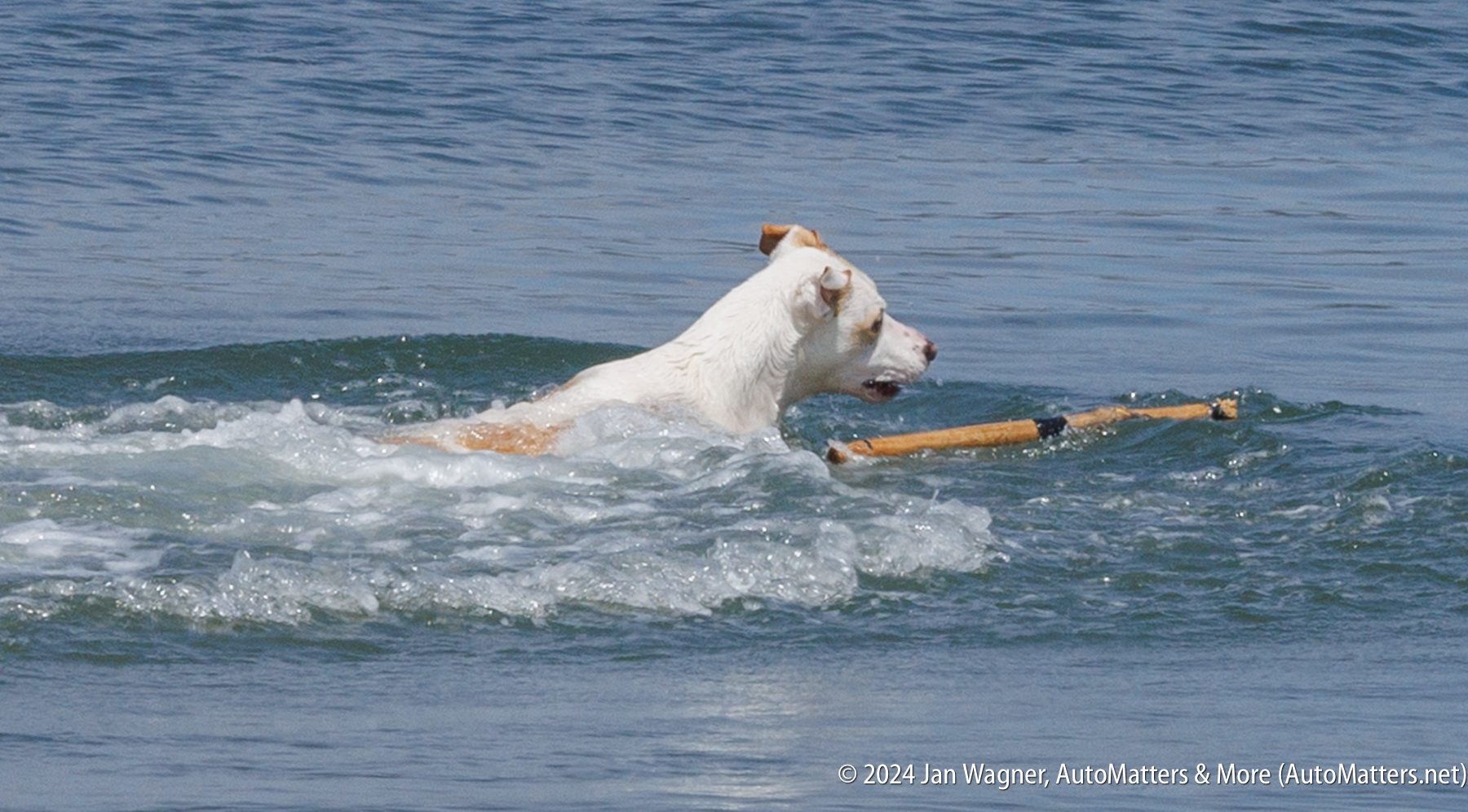 A white and tan dog swims in the water, holding a stick in its mouth.