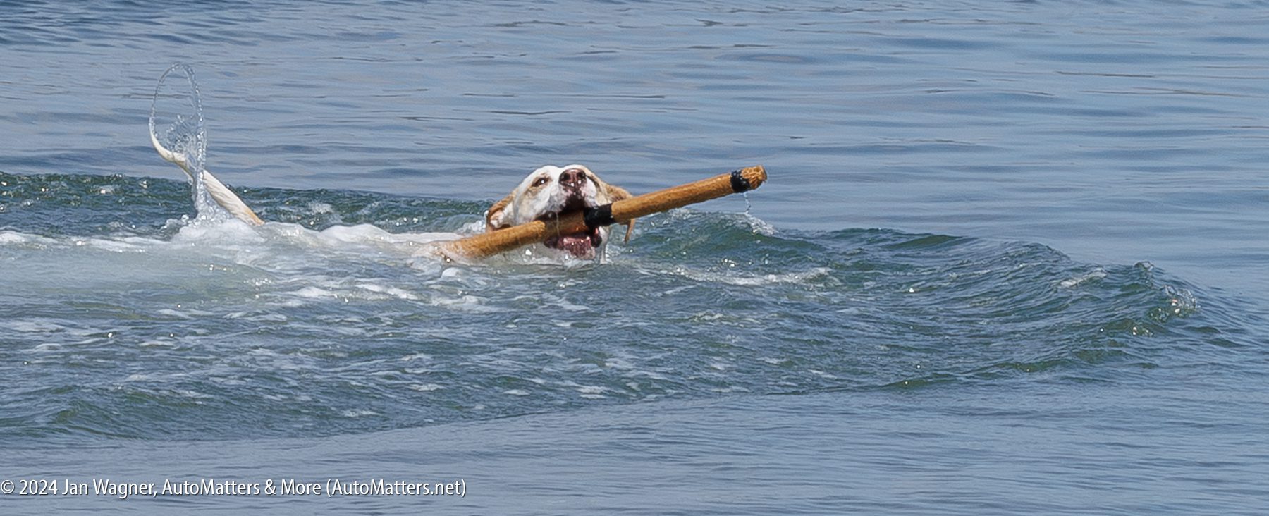 A dog swims in the water holding a long stick in its mouth, with splashes around its body.
