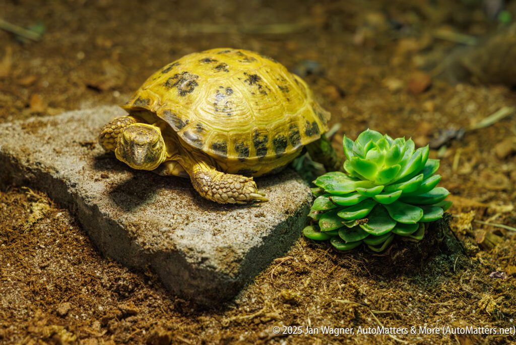 A yellow-brown tortoise rests on a concrete slab next to a green succulent, surrounded by brown soil.