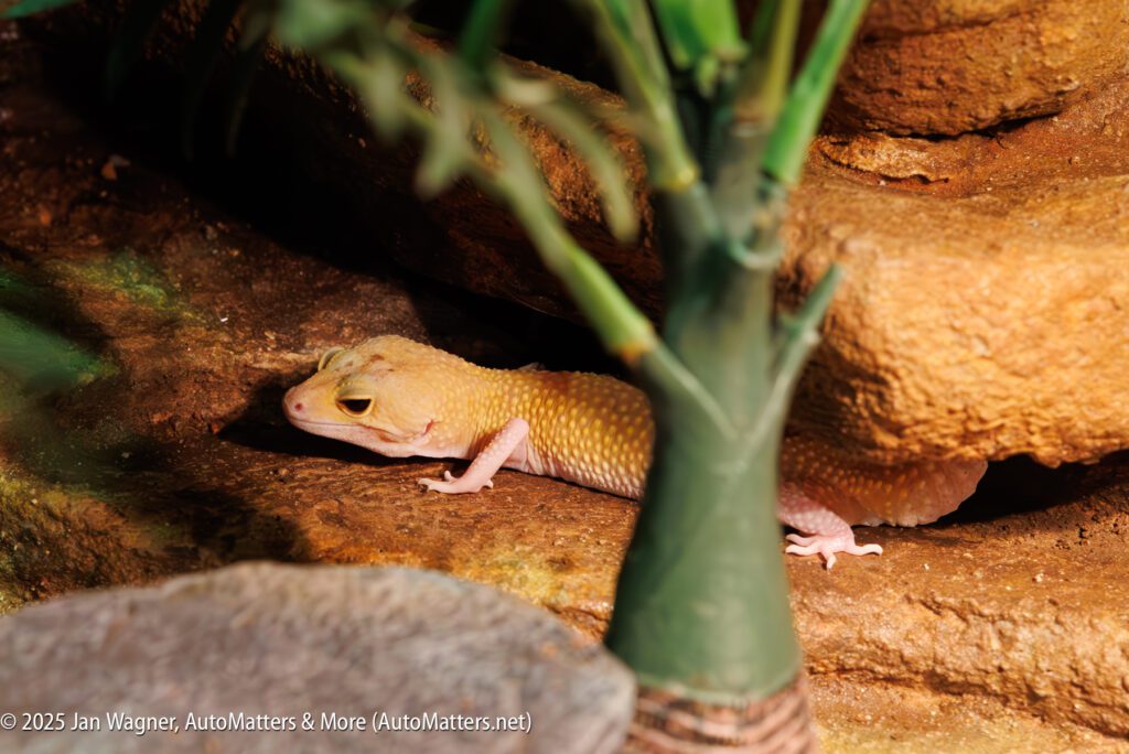 A yellow and white gecko rests on a textured brown surface, partially shaded by a plastic plant in the foreground.
