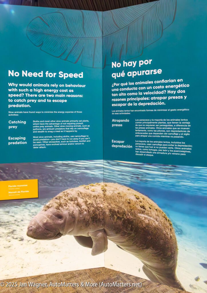 Informational display about manatee behavior, featuring English and Spanish text, a diagram of a manatee, and a photo of a manatee swimming underwater.