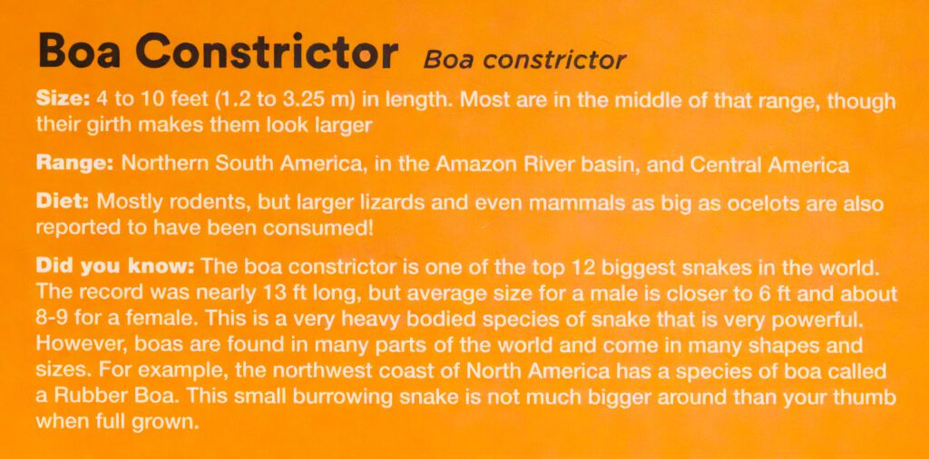 Informational sign describing the Boa constrictor, including its size, range, diet, and a "Did you know?" fact about its size and different types.