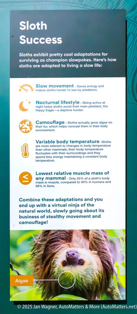 Informational sign about sloth adaptations, highlighting slow movement, nocturnal lifestyle, camouflage, low body temperature, low muscle mass, and a photo of a sloth at the bottom.