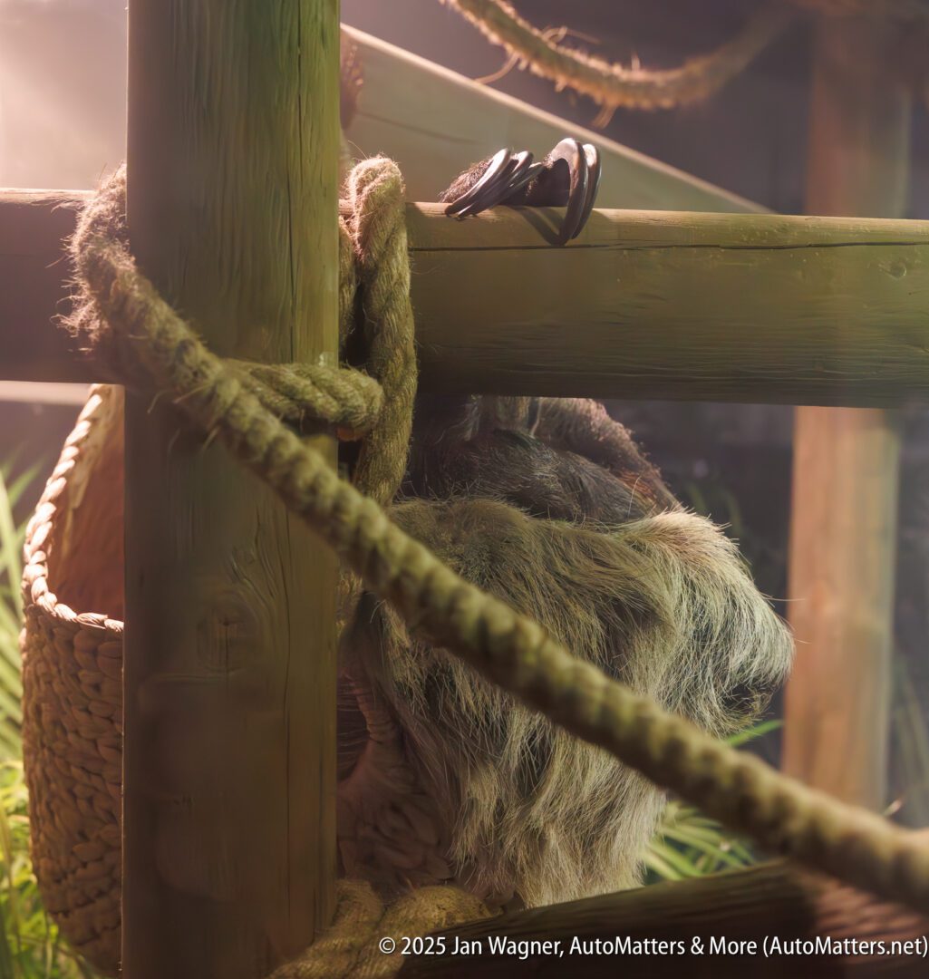 A sloth hangs from thick ropes inside a wooden enclosure with a woven basket nearby, partially obscured by shadows and lighting.