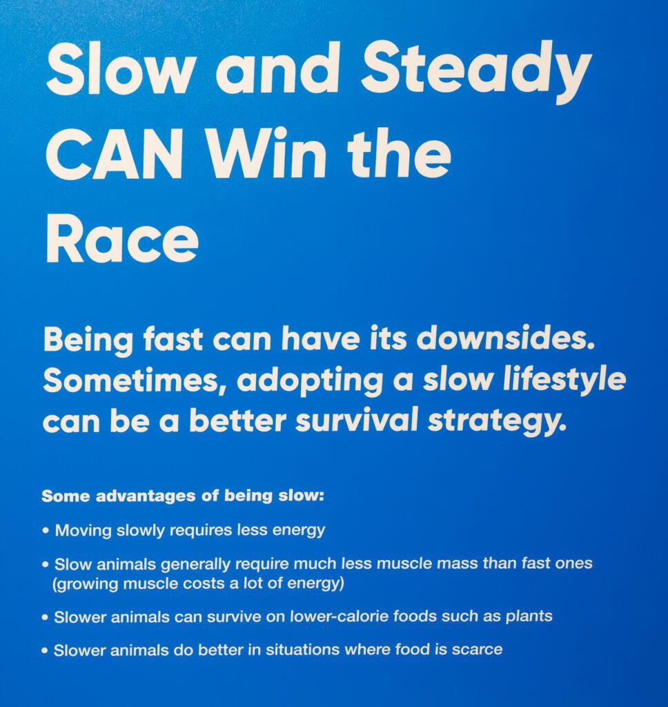 Text on a blue background explains the benefits of a slow lifestyle for animals, listing energy conservation, less muscle use, and better survival with limited food resources.