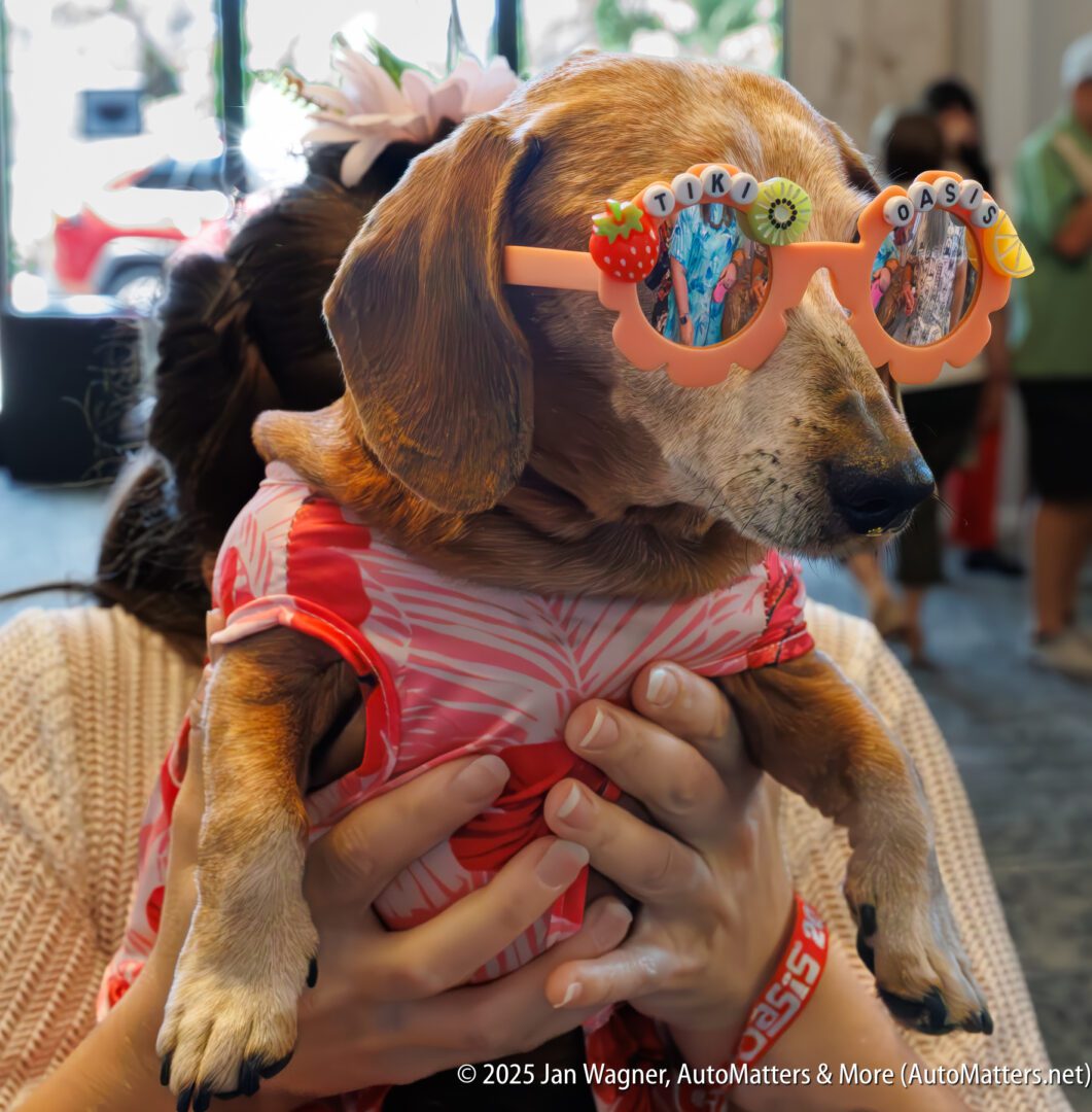 A small dog wearing a pink floral shirt and novelty sunglasses that read "TIKI OASIS" is held up by a person indoors.