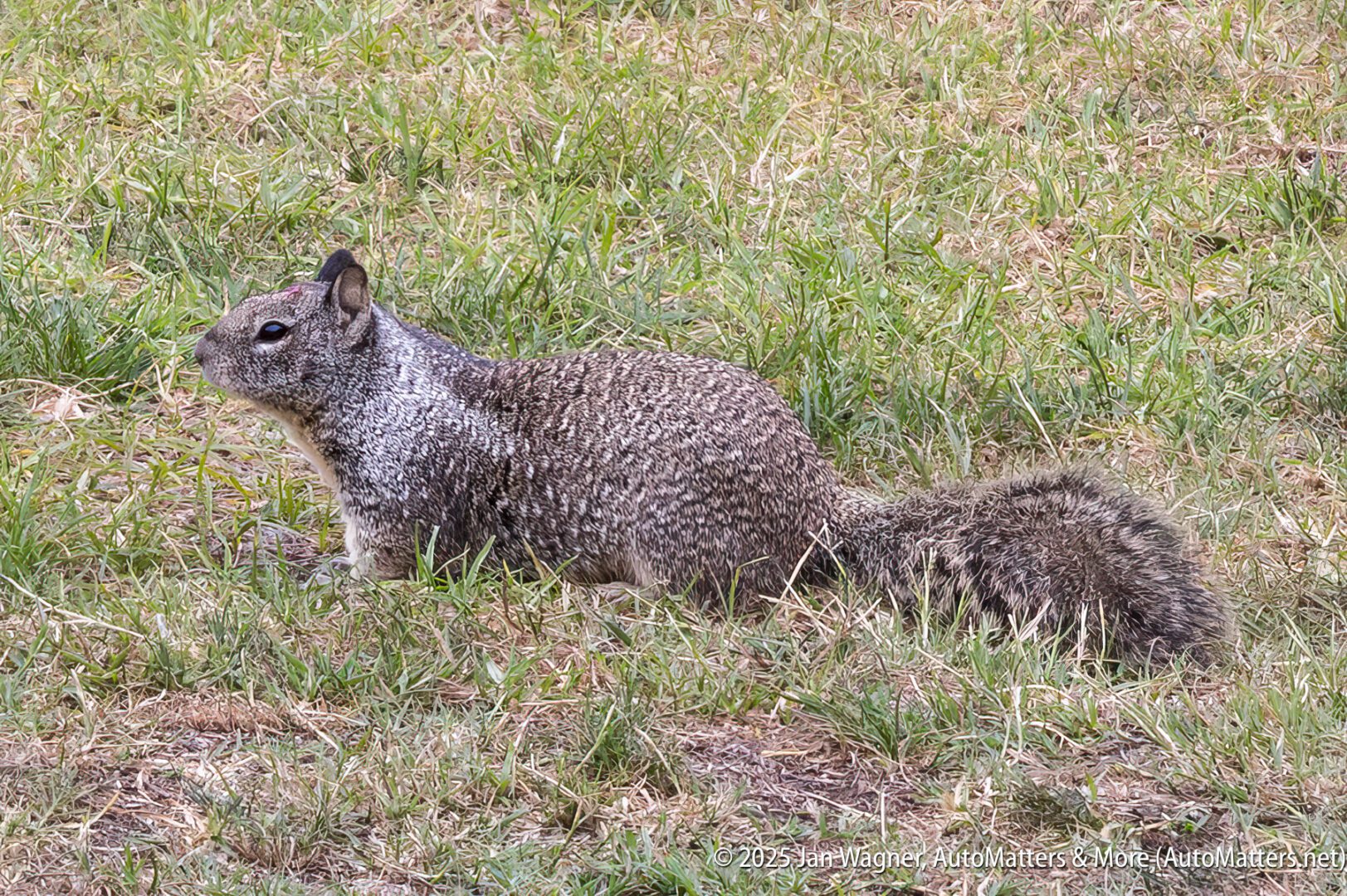 A ground squirrel with mottled gray and brown fur is sitting on grass in an outdoor setting.