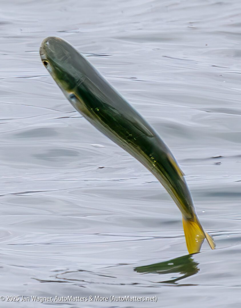 A fish with a yellow tail leaps out of the water, partially airborne above rippling waves.