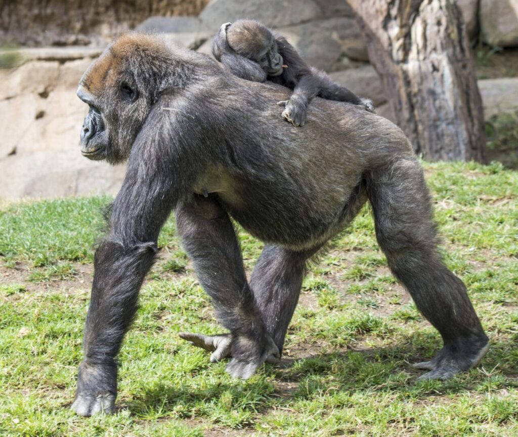An adult gorilla walks on grass with a baby gorilla clinging to its back. Trees and rocks are visible in the background.