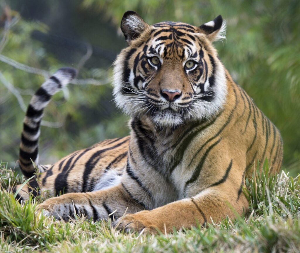 A tiger with orange fur and black stripes lies on green grass, looking directly at the camera. Green foliage is visible in the blurred background.