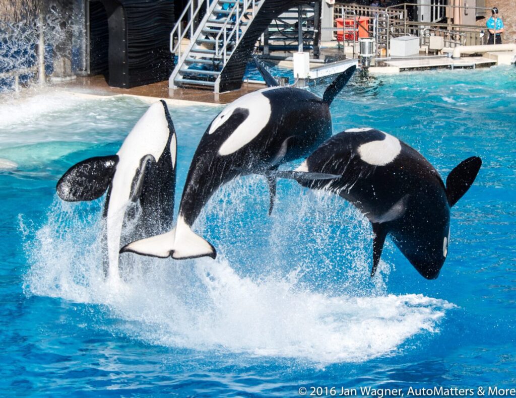 Three orcas leap out of the water in synchronized motion during a marine show at an aquatic facility.