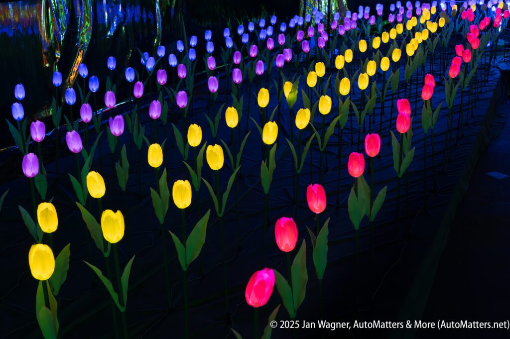 Rows of illuminated artificial tulips in purple, yellow, and pink colors are displayed outdoors at night.