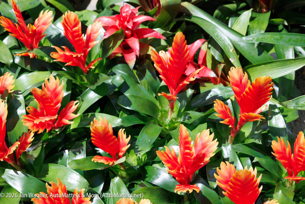 A cluster of vibrant red and orange bromeliad flowers surrounded by glossy green leaves, photographed in bright sunlight.