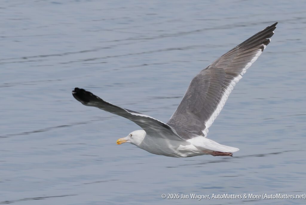 A seagull in flight over calm water.